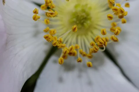 A dog rose 写真素材