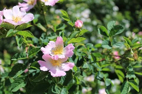 Dog rose Stock Photos