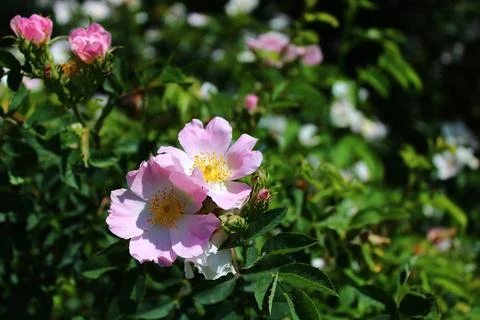 Dog rose Stock Photos