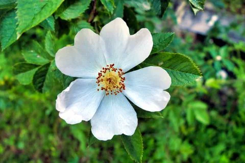 Dog Rose . Stock Photos