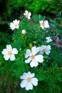 Dog Rose . Stock Photos