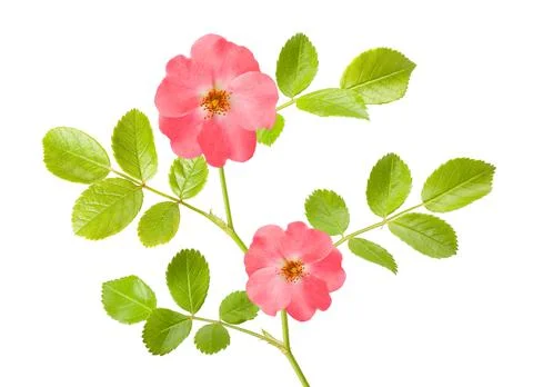 Dog rose Stock Photos