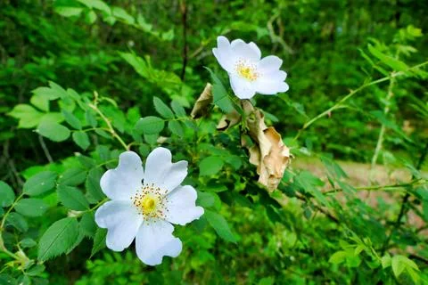 Dog Rose . Stock Photos