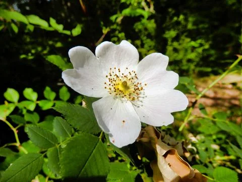 Dog Rose . Stock Photos