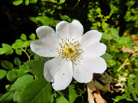 Dog Rose . Stock Photos