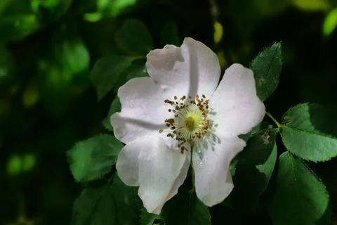 Dog Rose . Stock Photos