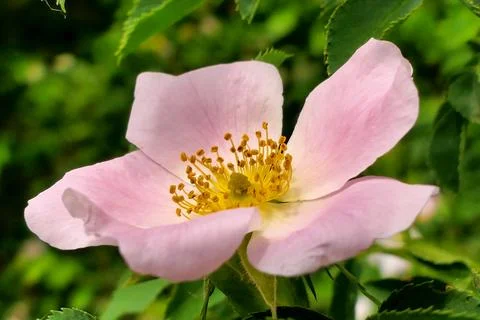 Dog Rose . Фото