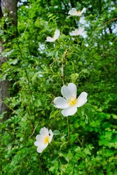 Dog Rose . Stockfoto's