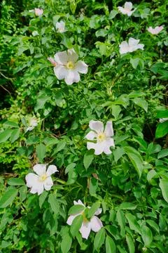 Dog Rose . Fotos Stock