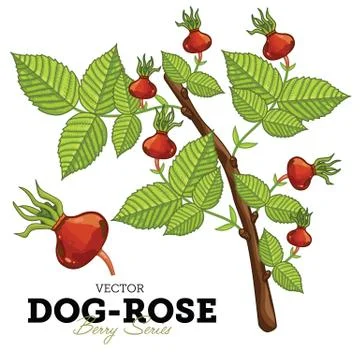 Dog-Rose Set, Vector. Stock Illustration