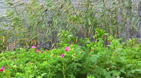 Dog-rose in the wind on the water Stock Footage 8687886