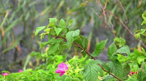 Dog-rose in the wind on the water, variable focus Video stock 8687868