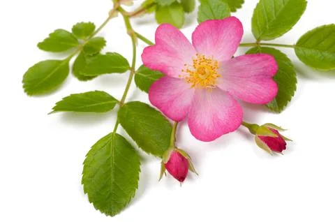 Dog roses Stock Photos