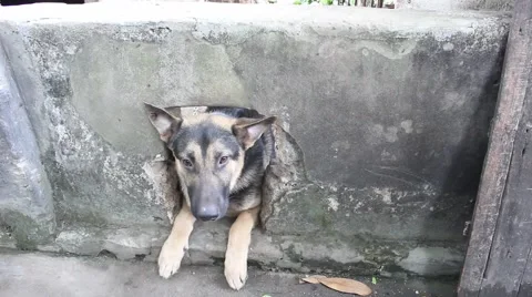 Dog rough barking Stock Footage 49698933