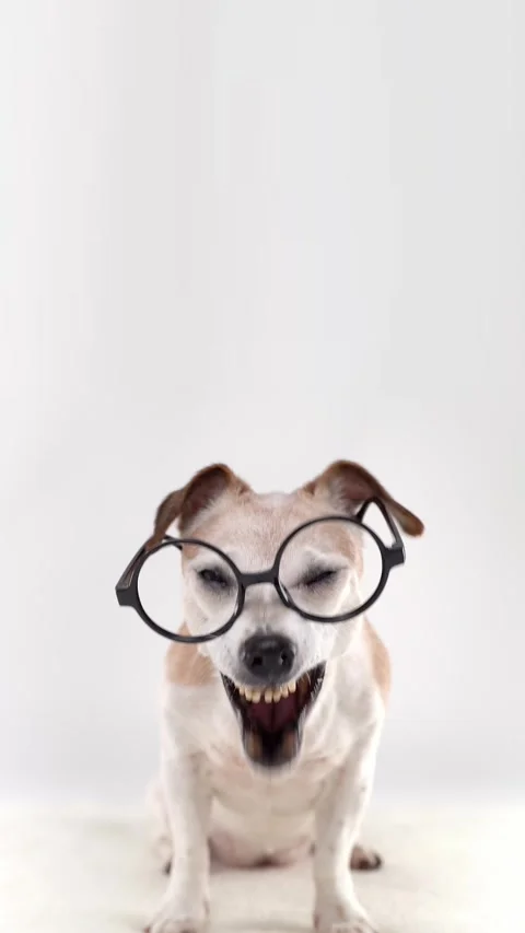 Dog in round glasses looking at camera Stock Footage 332352203