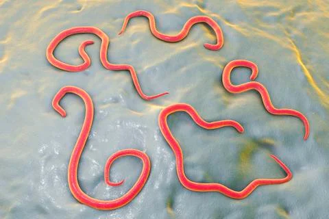 Dog roundworm, illustration イラスト素材