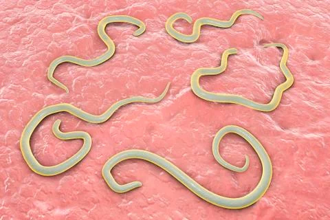Dog roundworm, illustration イラスト素材