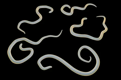 Dog roundworm, illustration イラスト素材
