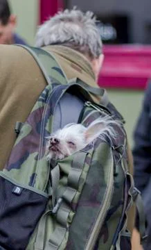 Dog in Rucksack Stockfoto's