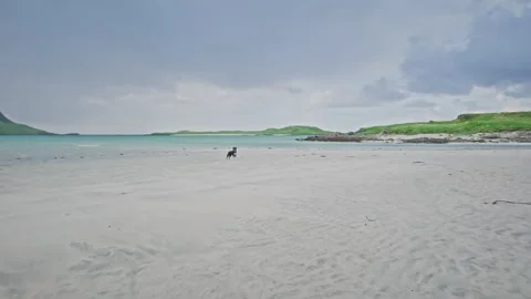 Dog run on beach Stock Footage 285590313