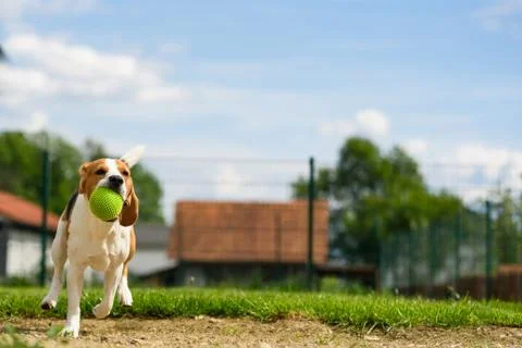 Dog run Beagle fun Stock Photos