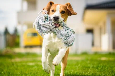 Dog run Beagle fun Stock Photos