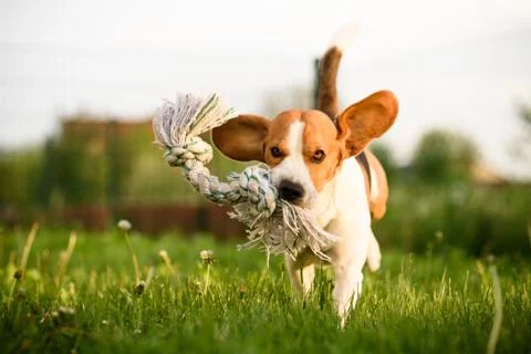 Dog run Beagle fun Stock Photos