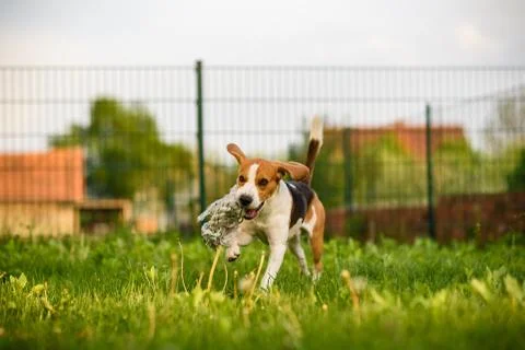 Dog run Beagle fun Stock Photos