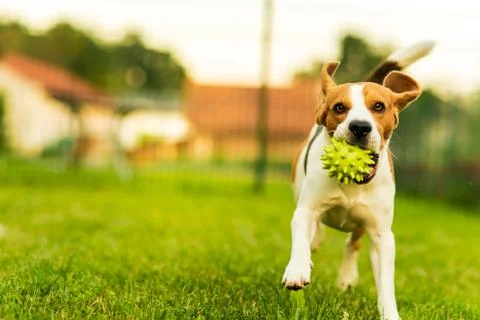 Dog run Beagle fun Stock Photos