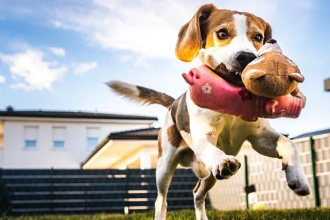 Dog run, beagle jumping fun in the garden summer sun with a toy fetching Stock Photos