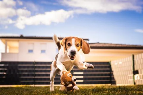 Dog run, beagle jumping fun in the garden summer sun with a toy fetching Stock Photos
