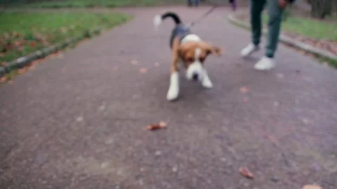 Dog run to camera and sniff her Stock Footage 82786810