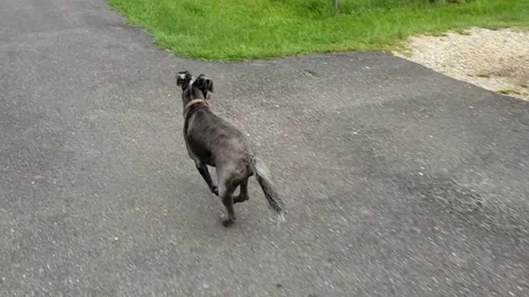 Dog run 스톡 동영상 201825208