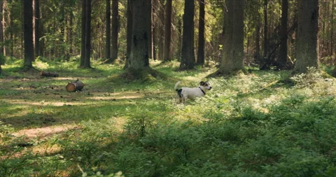 Dog run in the forest Stock Footage 142276736
