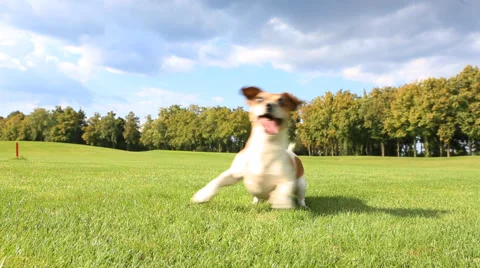 Dog run grass Stock Footage