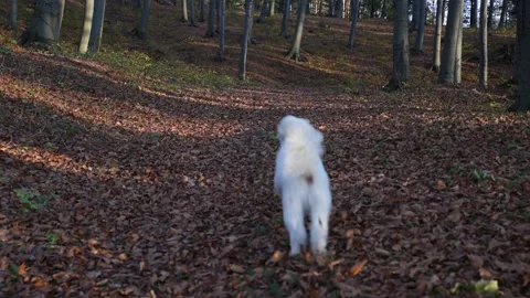 Dog run in the nature Stock Footage 136460208