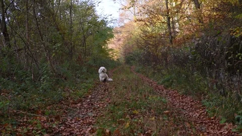 Dog run in the nature Stock Footage 136460360