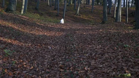 Dog run in the nature Stock Footage 136460535
