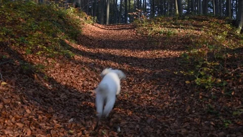Dog run in the nature Stock Footage 136460600
