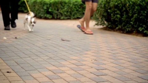 A dog run in the park Stock Footage 108640548