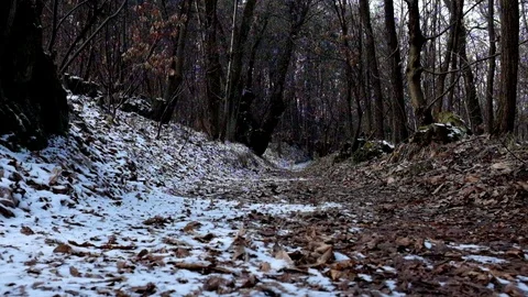 Dog run on the path Stock Footage 86453821