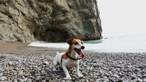 Dog run play beach Vídeo Stock 56543272