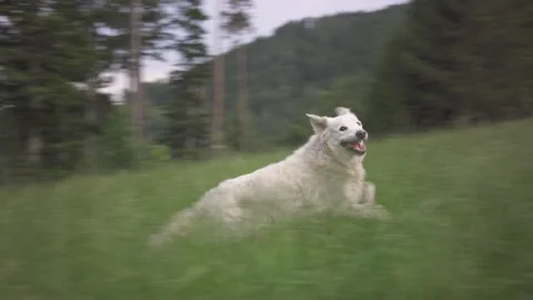 Dog runing through the green grass field against forest Stock Footage 132287672