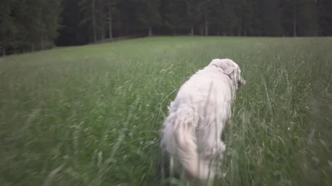 Dog runing through the green grass field against forest Stock Footage 132288575