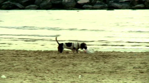Dog runnig in the beach 2 Stock Footage 473515