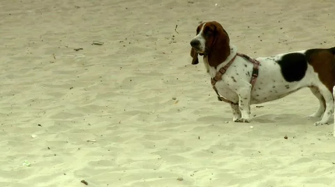 Dog runnig in the beach Stock Footage 473664
