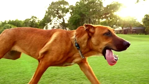 Dog Running 2 Slomo Stock Footage
