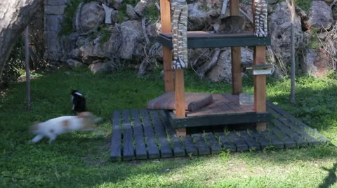 Dog running after the two cats Stock Footage 62735319