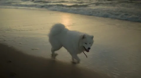 Dog Running Along the Beach Stock Footage 67463584