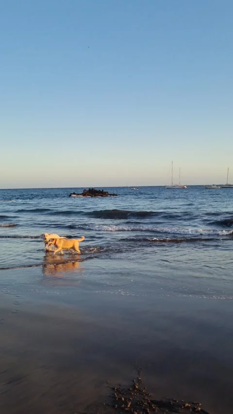 A dog running along the beach with waves crashing on the shore, enjoying the sun Stock Footage 307634106